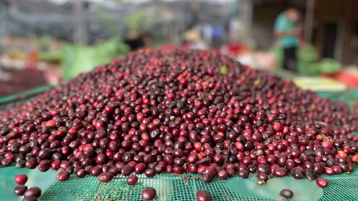 Nông dân thu hoạch Panama Geisha tại vùng Boquete, Chiriquí.