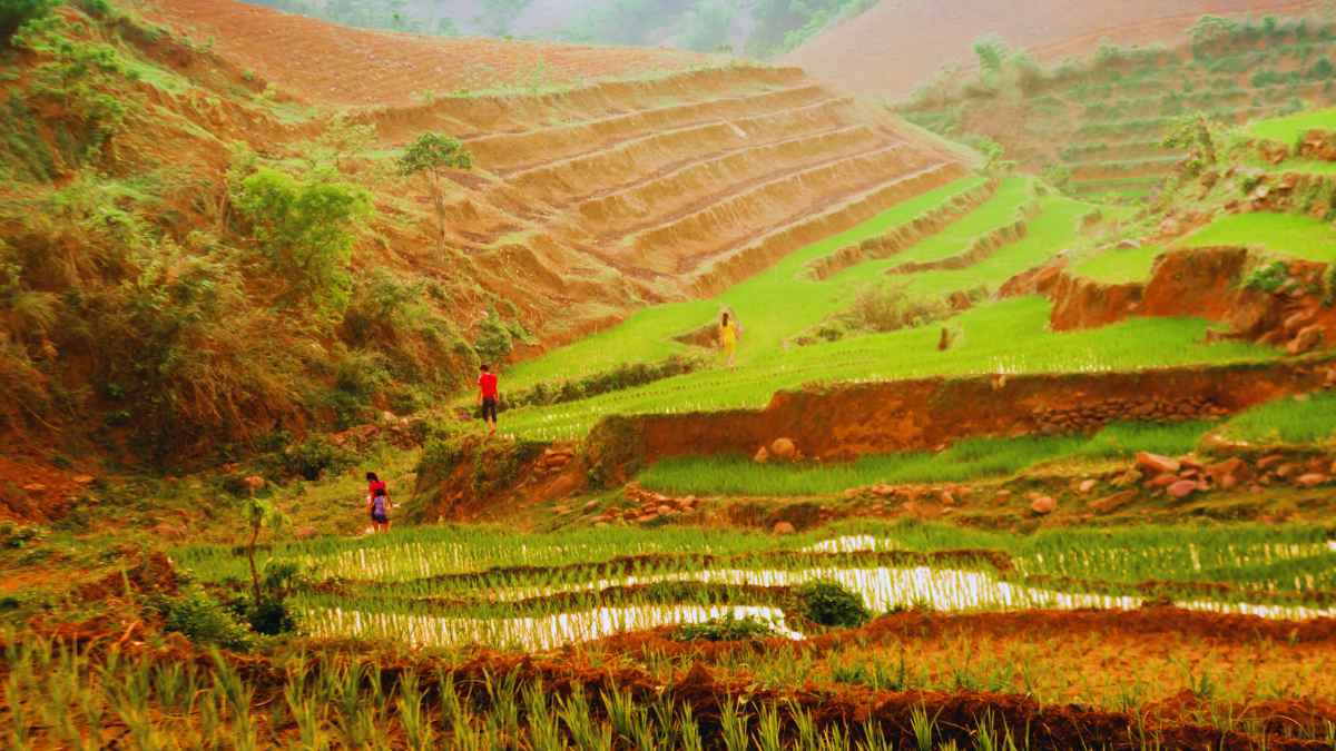 Arabica Sơn La với nốt vị mơ khô, nho khô, đào, cam thảo.