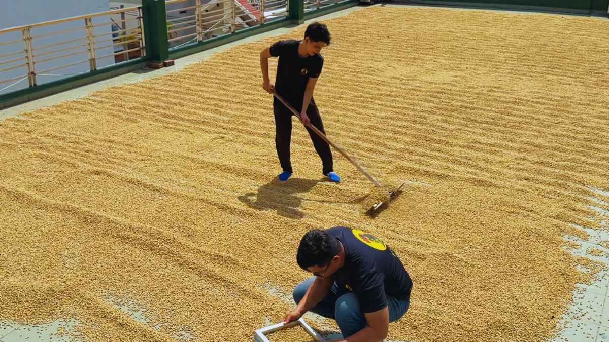 Hạt Arabica Sơn La sơ chế washed và natural để giữ vị cân bằng.