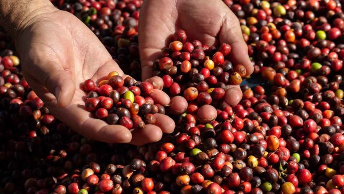 Tay nông dân cầm nhánh cà phê Typica Arabica tại Cầu Đất
