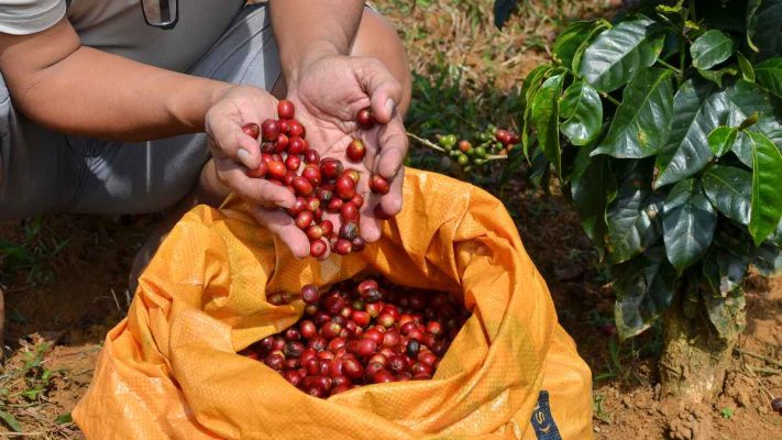 Nông dân thu hoạch cà phê hạt Moka Cầu Đất tại vườn Arabica Đà Lạt