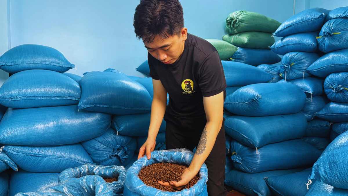 Công nhân Lyon Coffee kiểm tra hạt rang Medium-Dark cho Gu số 3.