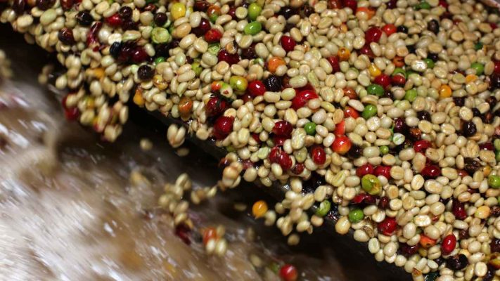 Arabica sơ chế ướt, Robusta sơ chế tự nhiên cho blend gu mạnh.