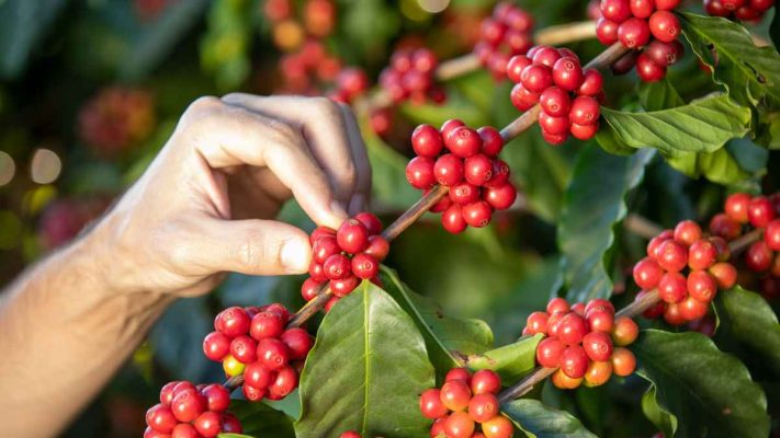Nông dân Tây Nguyên thu hoạch cà phê Robusta rang mộc