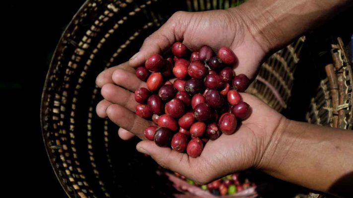 Hạt cà phê Robusta được tách riêng trong mùa vụ