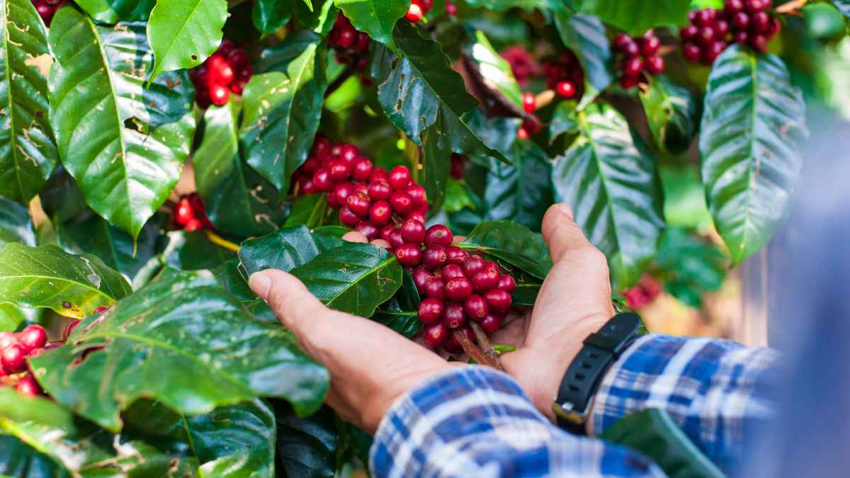 Giống Arabica SL-28, SL-34 và Ruiru-11 tạo nên Kenya AA.