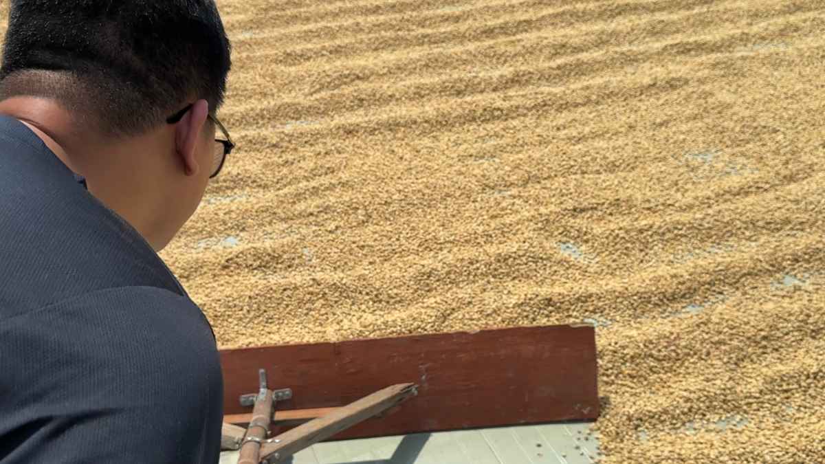 Quy trình washed process với giàn phơi cao giữ hương vị sáng trong.