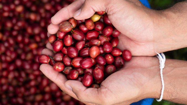Cà phê hạt Robusta Buôn Ma Thuột với hương vị mạnh và đắng rõ