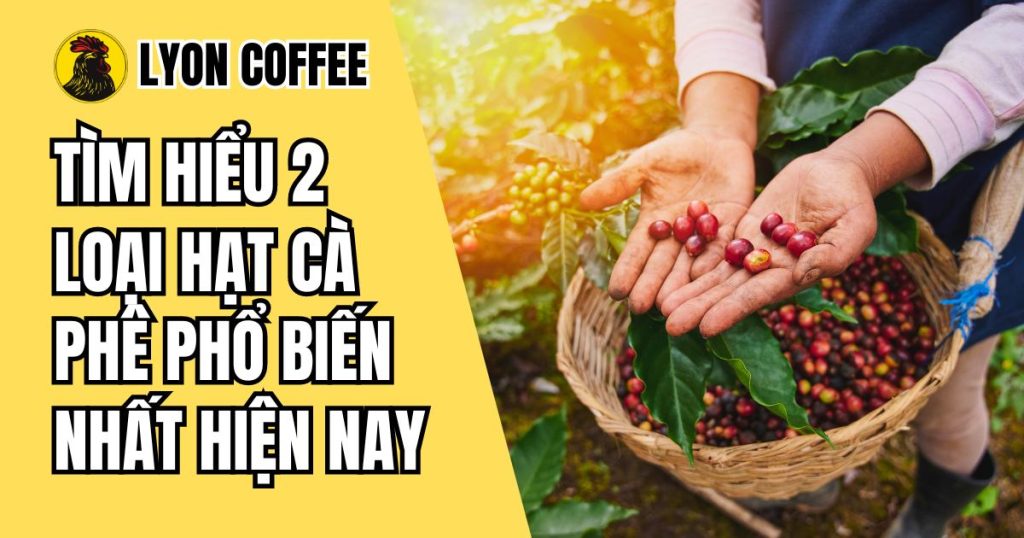 2 loại hạt cà phê phổ biến nhất hiện nay