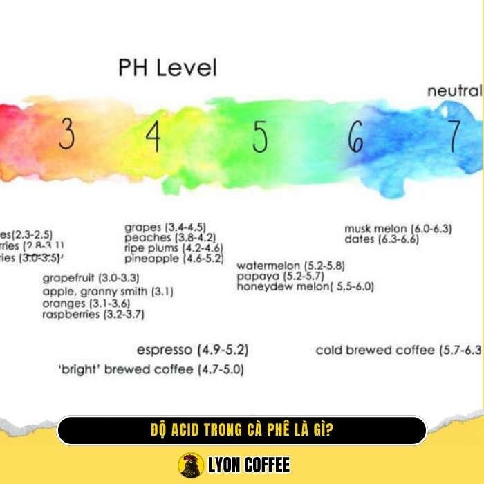 Độ acid trong cà phê là gì ?