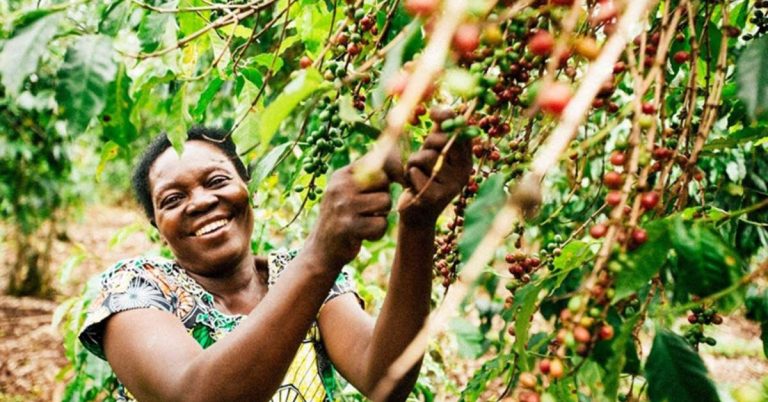 Bất bình đẳng giới trong sản xuất cà phê Đông Phi