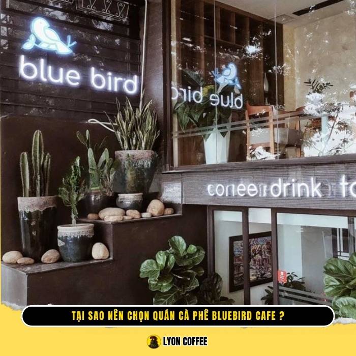 Tại sao nên chọn quán cà phê Bluebird Cafe