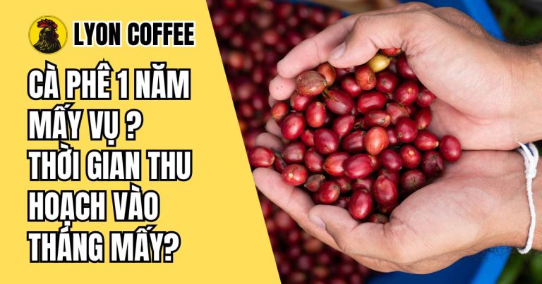 Cà phê 1 năm mấy vụ mùa, thời gian trồng bao lâu thì thu hoạch vào tháng mấy