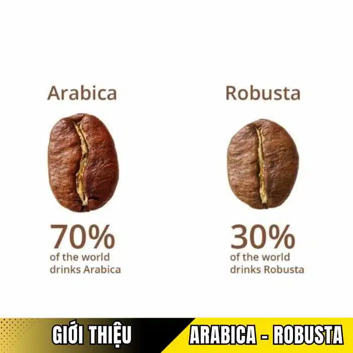 Tổng quan về cà phê Arabica và Robusta