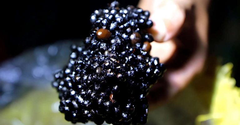 Cà phê bắp rang có tốt không đánh giá thực tế