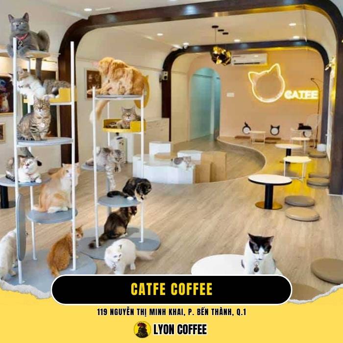 Catfe Coffee - Quán cà phê chó mèo ở Quận 1 TPHCM