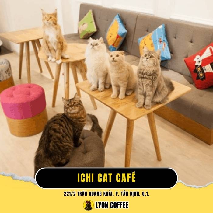ICHI Cat Pet - Quán cafe chó mèo ở Quận 1 TPHCM
