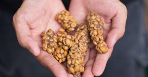 Cafe chon Robusta nguyên chất thơm ngọt