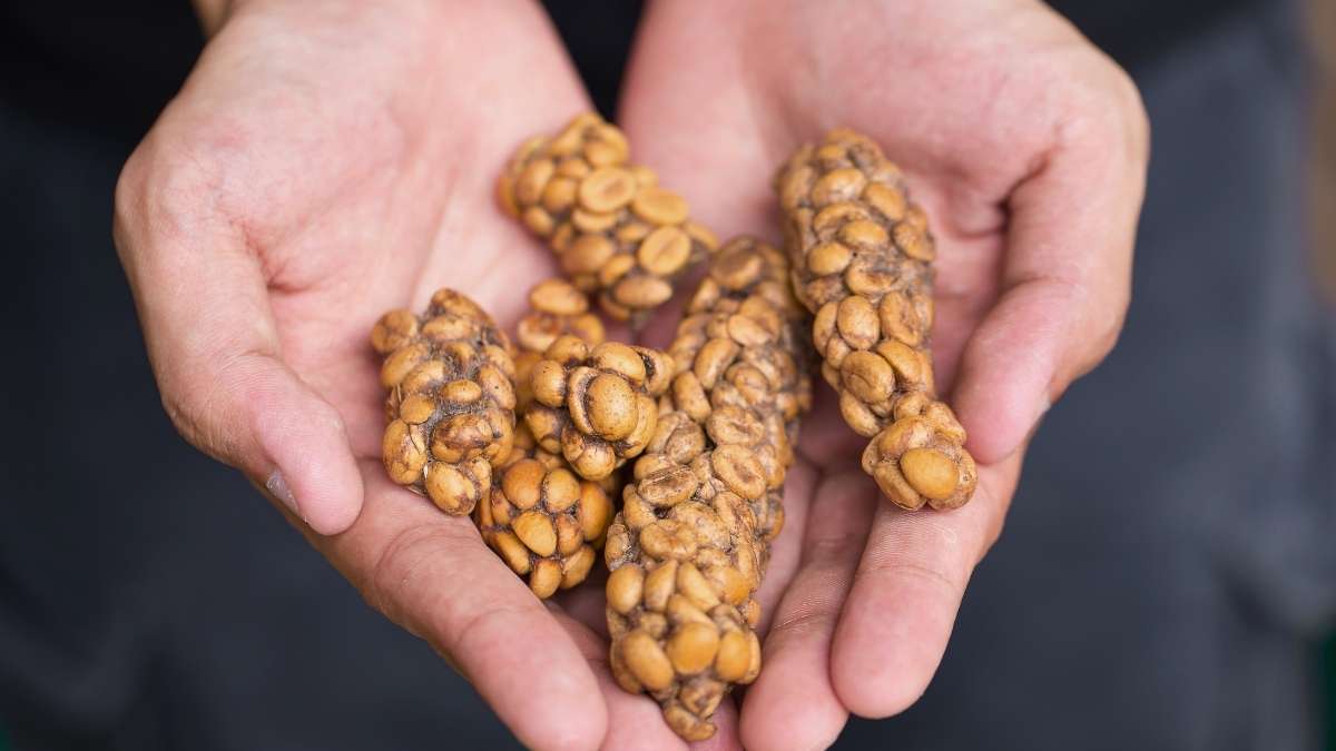  Cà phê chồn Robusta đậm đà hậu ngọt