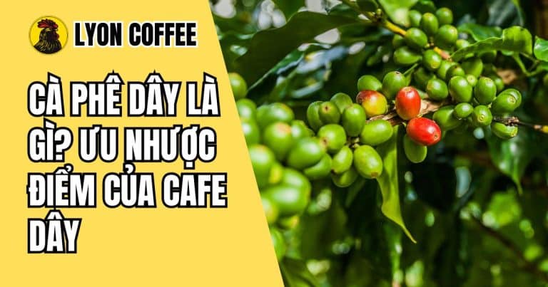 cà phê dây