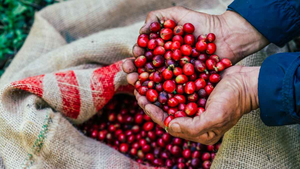 Thu hoạch cà phê Arabica tại vùng Cầu Đất Đà Lạt