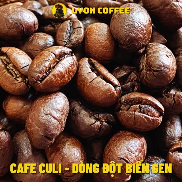 cà phê hạt culi từ Lyon Cafe