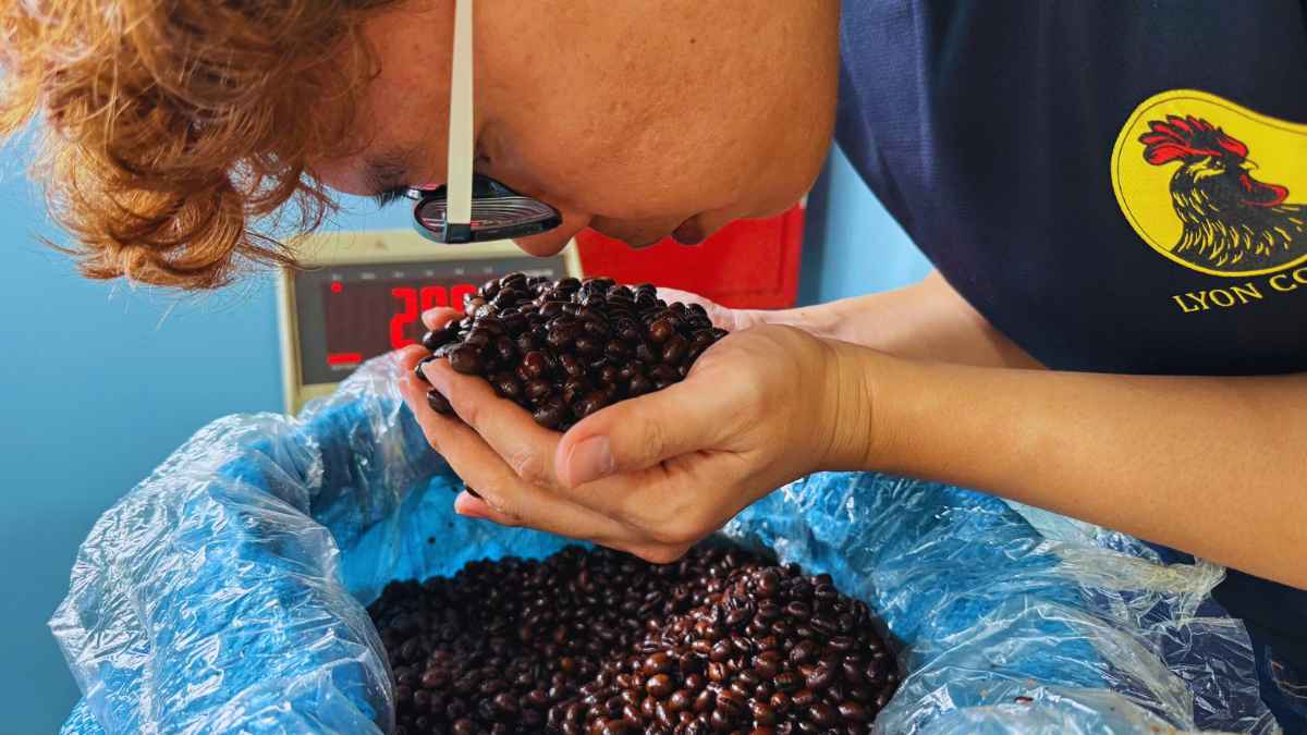 Hạt Culi hiếm được phối 30% trong cà phê gu số 2