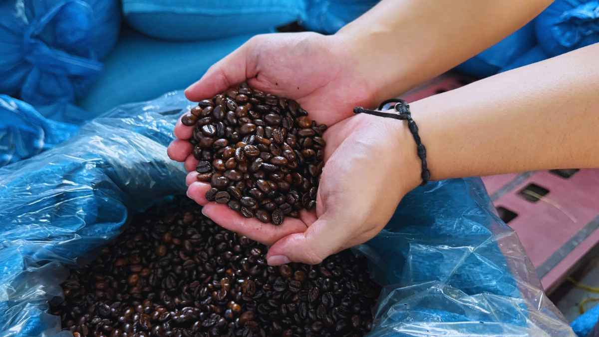 Nhân viên rang cà phê medium-dark cho gu số 2 cân bằng vị.