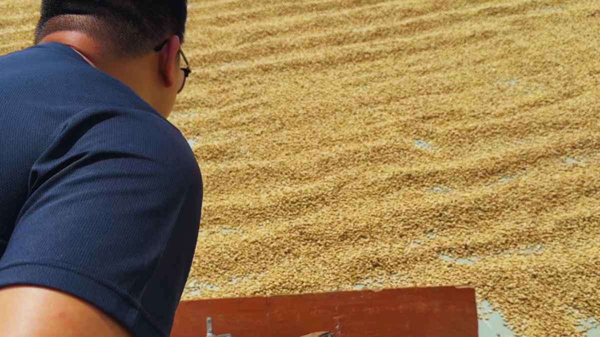 Nông dân sơ chế cà phê theo phương pháp Washed và Natural cho gu số 3.