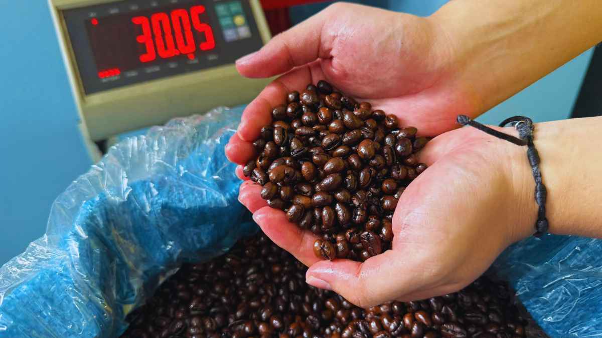 Cà phê gu số 3 tẩm hương chồn 30%, giá phổ biến 220k–300k/kg.