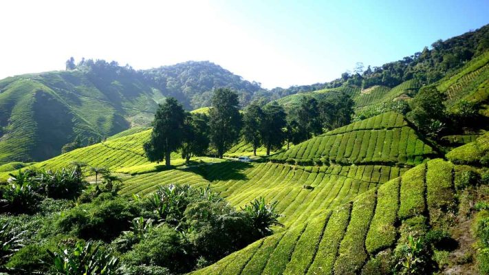 Cà phê Robusta Honey xuất phát từ Tây Nguyên