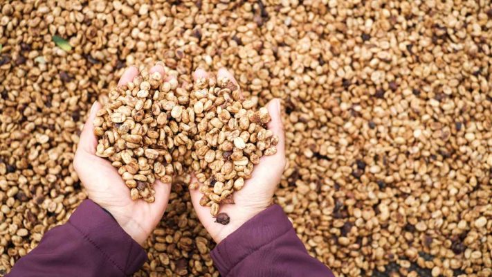 Hạt cà phê Robusta Honey phơi tự nhiên giữ lớp nhầy giàu đường tạo vị ngọt dịu