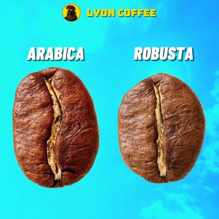 Cách phân biệt hạt cà phê Robusta và cafe Arabica