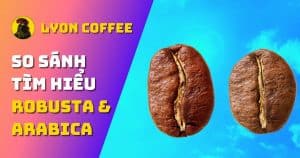 cà phê hạt robusta và arabica