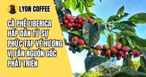 Cà phê Liberica