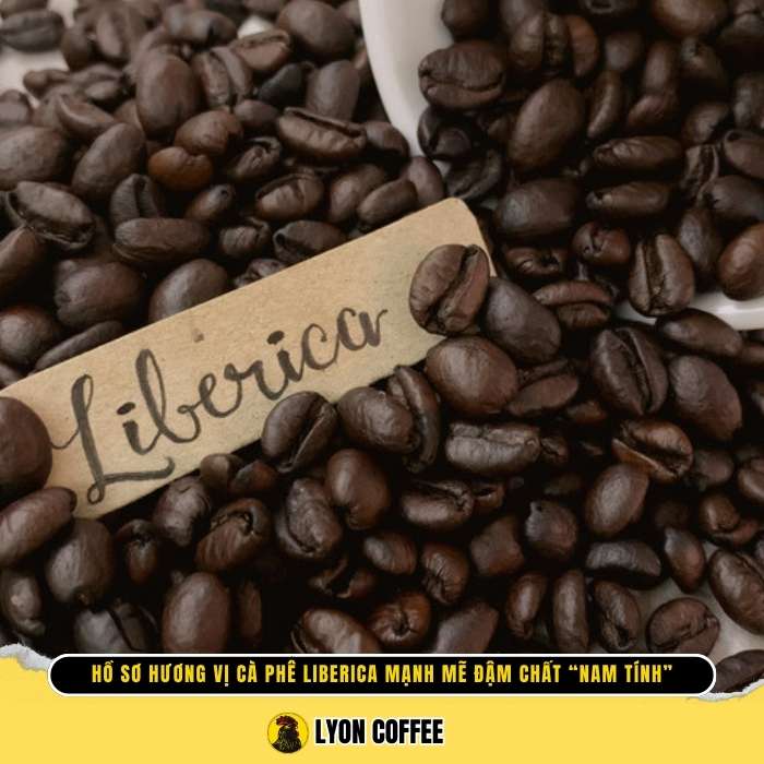 Tương lai và tiềm năng của cafe Liberica