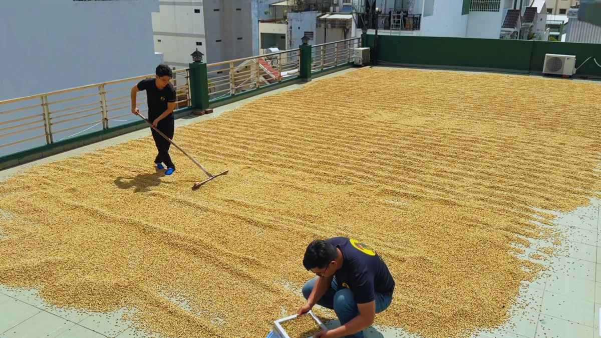 Nông dân sơ chế cà phê theo phương pháp Washed và Natural tại Việt Nam.