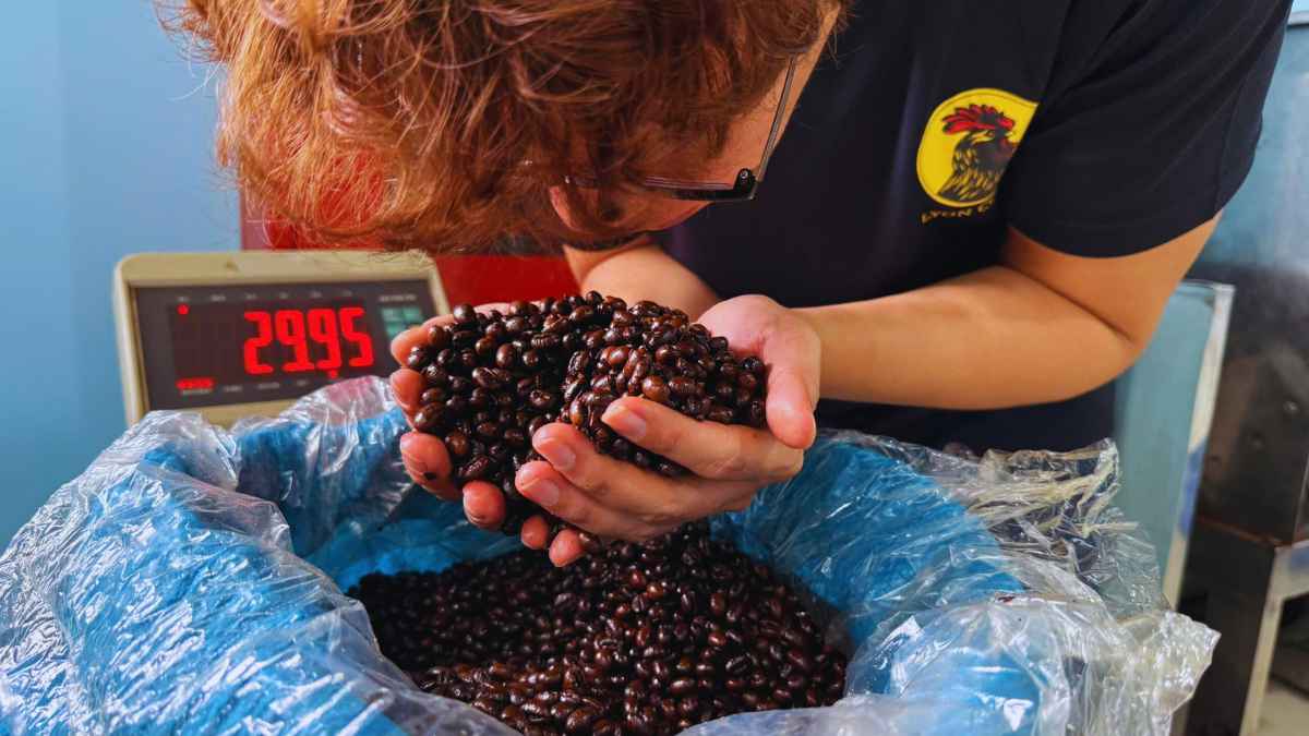 Nhân viên vận hành máy rang cà phê dark roast gu phin truyền thống