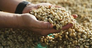 Hạt Robusta Honey giữ hương ngọt tự nhiên