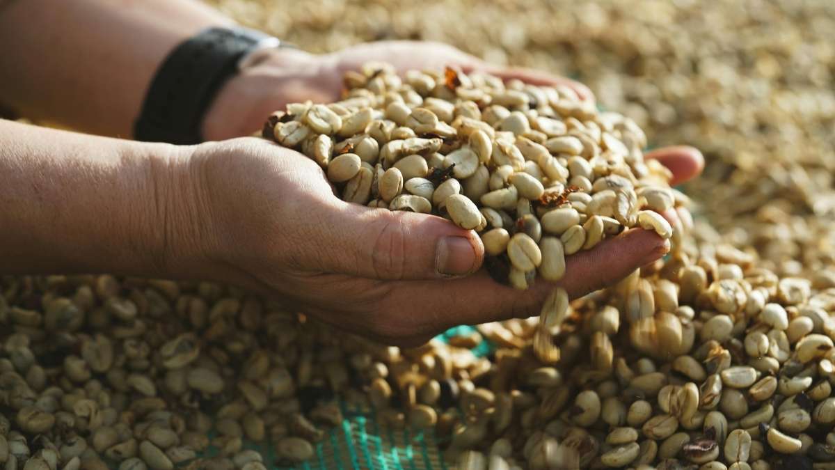  Cà phê Robusta Honey hương ngọt thanh dịu nhẹ