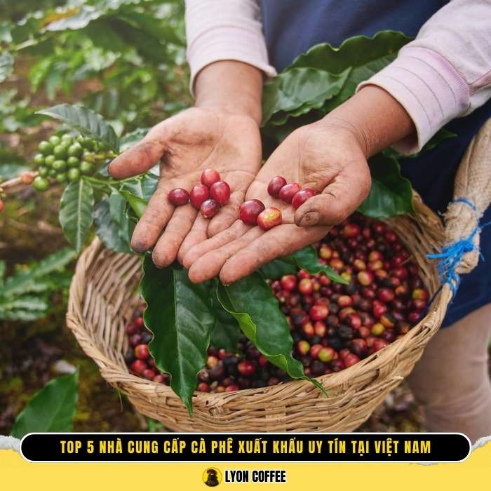 Top 5 nhà cung cấp cà phê xuất khẩu uy tín tại việt nam