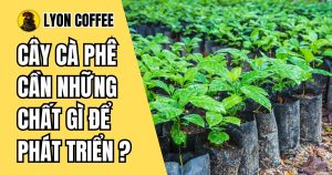 Các chất dinh dưỡng thiết yếu cần thiết cho cây cà phê