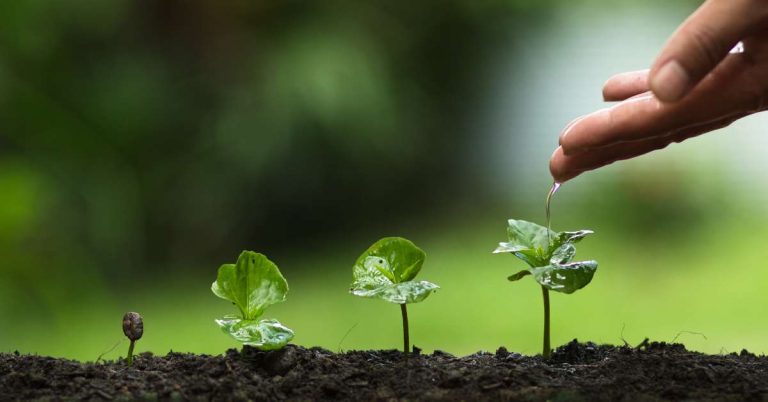 Nhu cầu dinh dưỡng của cây cà phê