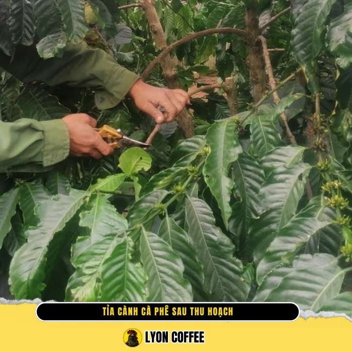 Hướng dẫn phục hồi và phát triển cây cà phê sau thu hoạch
