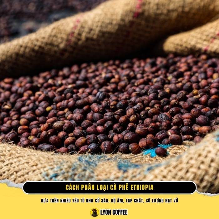 Cách phân loại cà phê Ethiopia