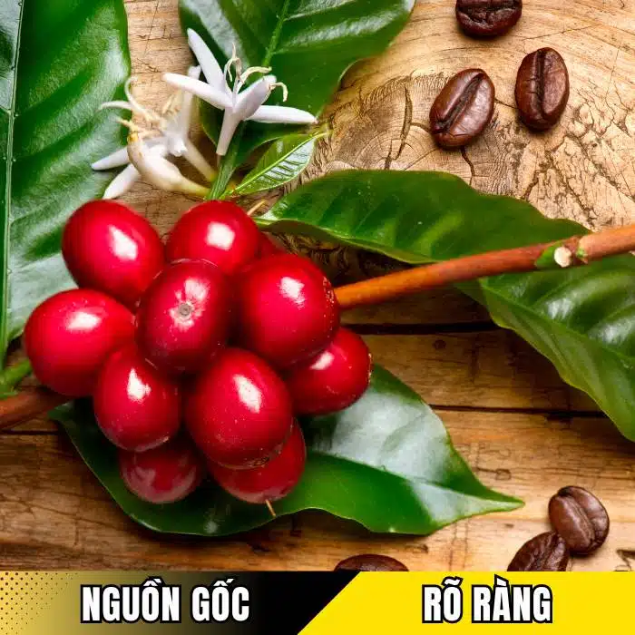 Các câu hỏi về hạt cà phê