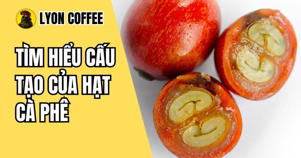 cấu tạo của quả cà phê