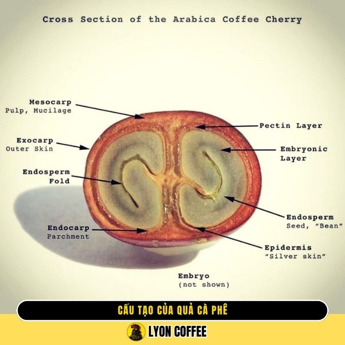 Cấu tạo của quả cà phê