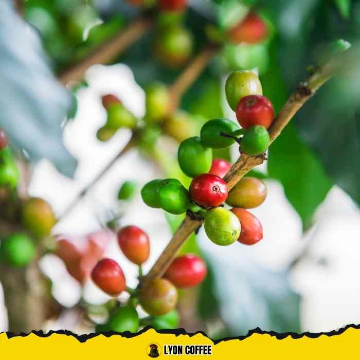 Cánh đồng cà phê Robusta xanh tươi với các giống cây phổ biến