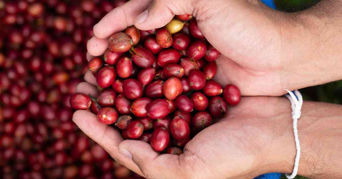 Hành Trình Cà Phê Robusta: Quy Trình Trồng Trọt, Chế Biến & Bảo Quản Tối Ưu